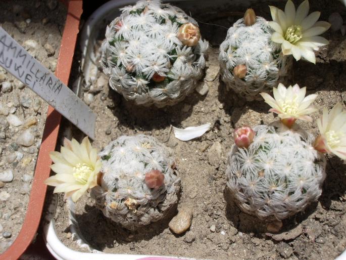 Mammillaria duwei - pui