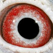 JBEWEORGALURENEEPXR - OCHII PORUMBEILOR