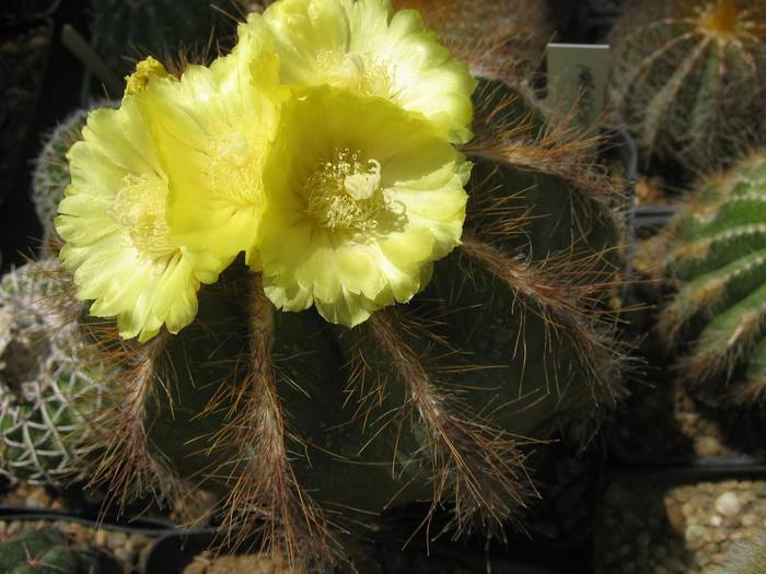 Parodia/Notocactus magnificus