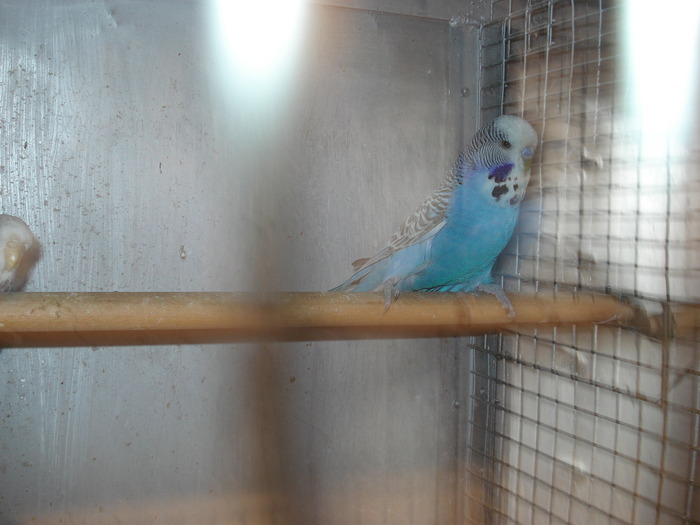 mascul albastru 1 an - perusi