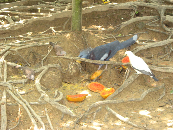 IMG_0053 - 2_1 - Kuala Lumpur Bird Park