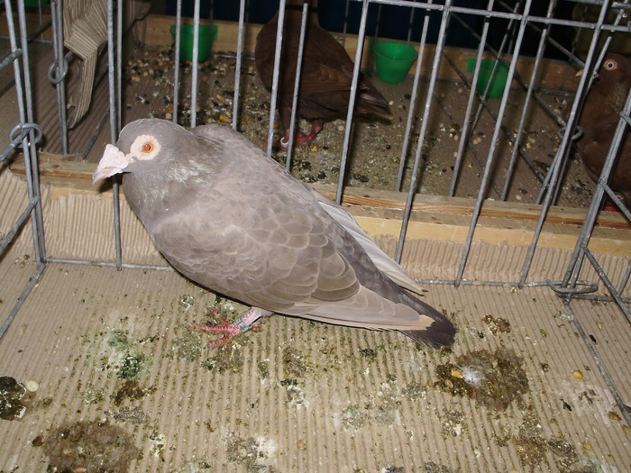 10566 magan 0 - 1507 partea 6a