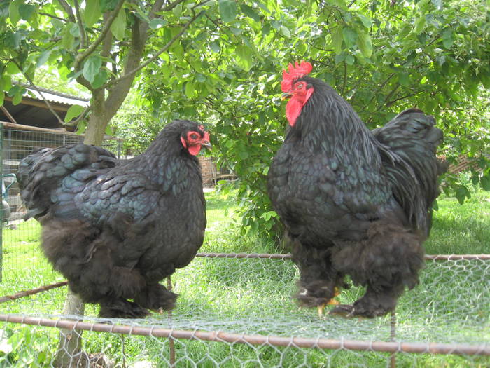 Cochinchina Negru - Gaini de rasa