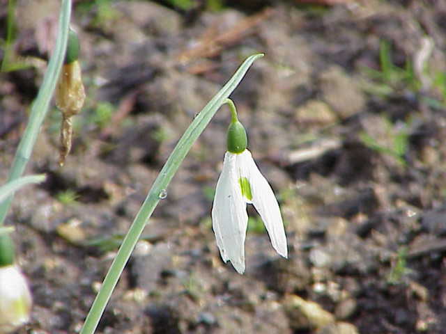 Galanthus_elwesii0 - Flori
