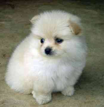 Pomeranian