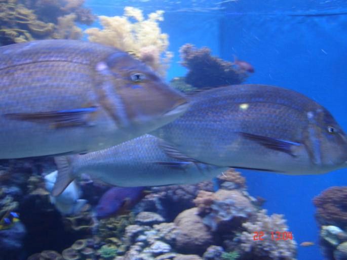 571 Israel - Eilat - The Observatory Marine Park - 2008 ISRAEL NOIEMBRIE