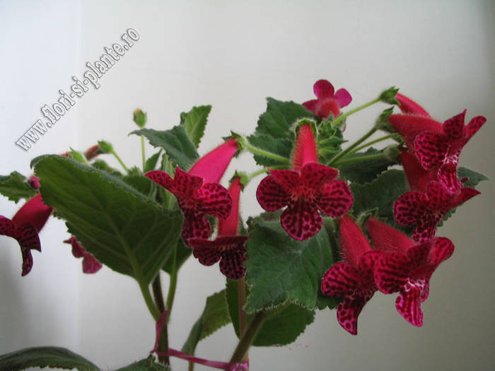 Kohleria Jester 12
