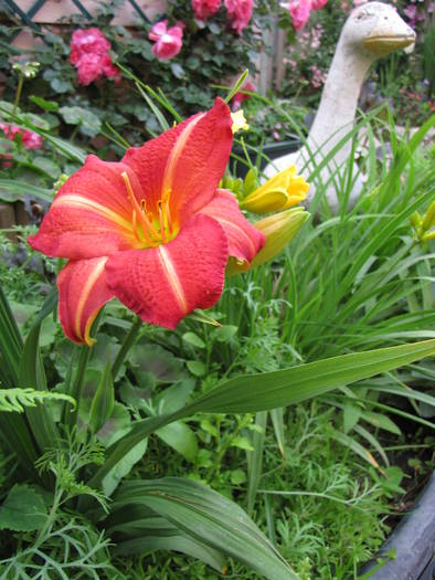 Hemerocallis rosu 16 iun 2009 (2) - hemerocallis