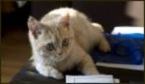 British shorthair; Pisica british shorthair este foarte buna pentru apartament deoarece parul sau scurt nu naparleste
