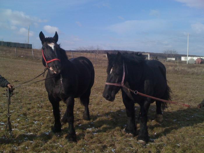 Percheron - Cai de rasa Percheron