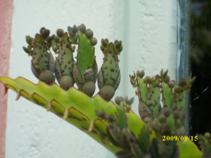 DSCI1210 - plante suculente-cactusi