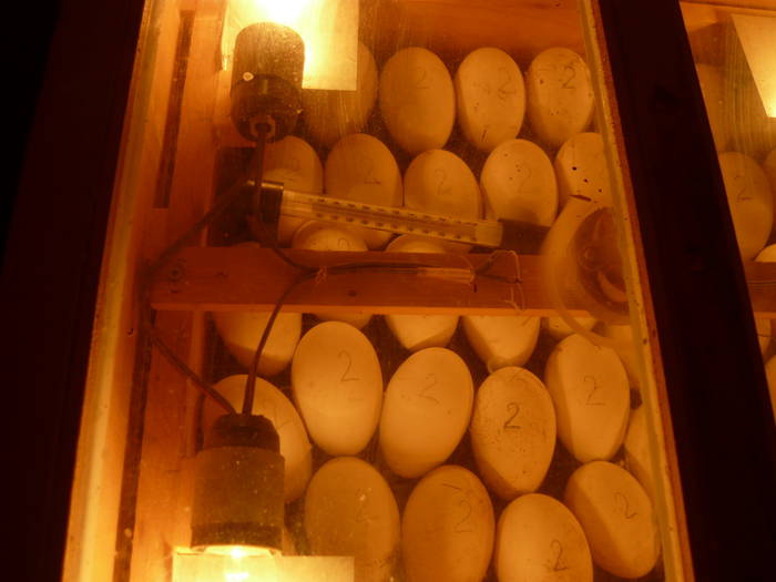 Incubator stinga - Primii mei boboci 2009