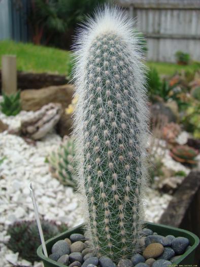 espostoa_melanostele_var._rubrispina_1 - Cactusi care m-au impresionat prin frumusete