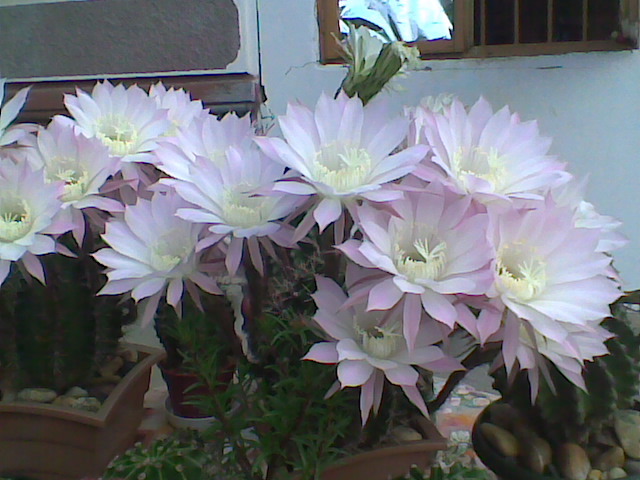 Imag036