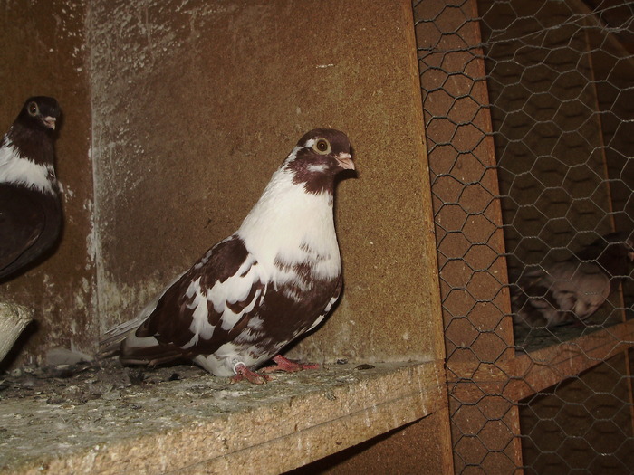 P9061427 - 1709 Marian Anghel