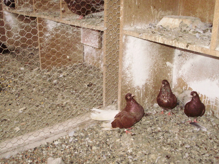 P9061370 - 1709 Marian Anghel