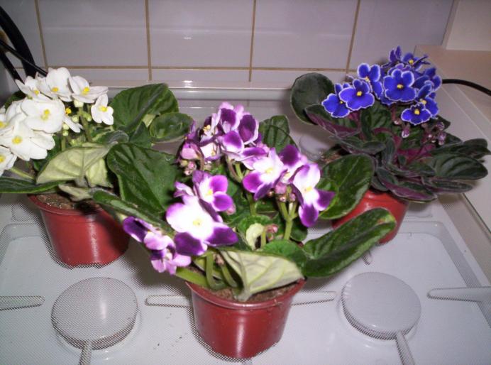 violete saintpaulia lonantha-hibrid 10 noi 2007 (1