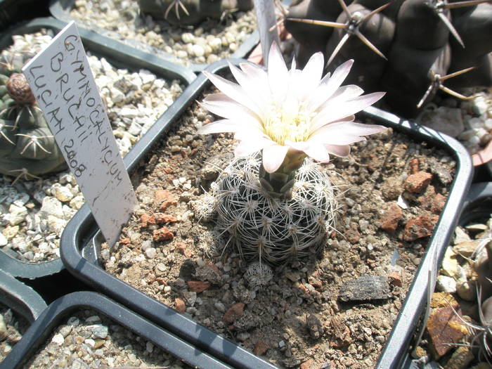 Gymnocalycium bruchii cu floare - Gymnocalycium