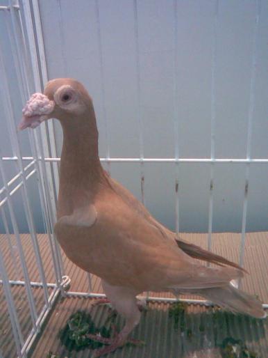 carrier galben
