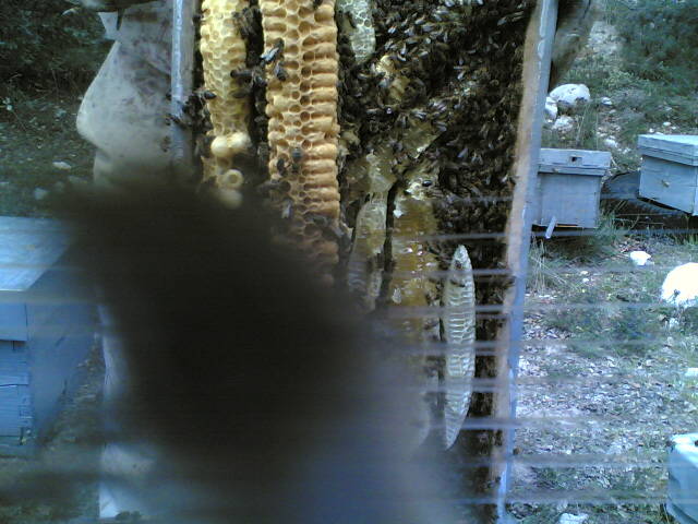 26022006(001) - apicultura