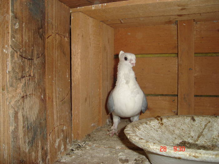 84 - C Porumbei Blueti si Satineti Vechi