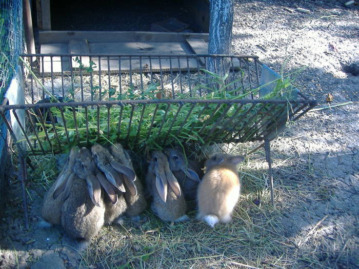 DSCF2047 - custile iepurilor