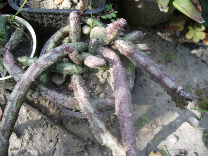 Stultitia hardy - Asclepiadaceae