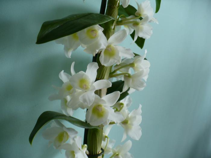 P1090055 - Orhidee