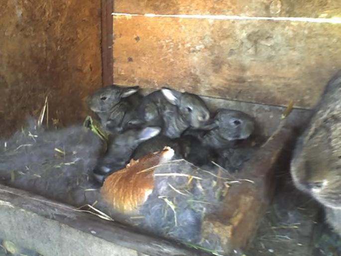 75 ron  buc - iepuri de vanzare 2012