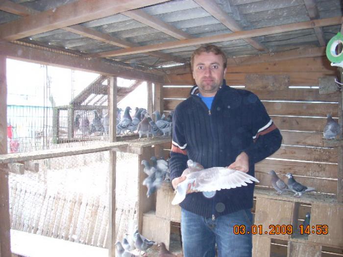 DSCN1928 - porumbeii mei de anul 2008-2009