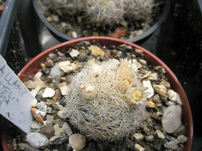 Mammillaria magallanii v. Paras Hotel - 16.05 - Mammillaria