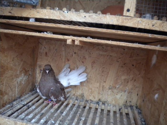 Picture 113 - Raicu 1