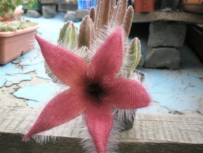 Stapelia flavirostris - Suculente 2008