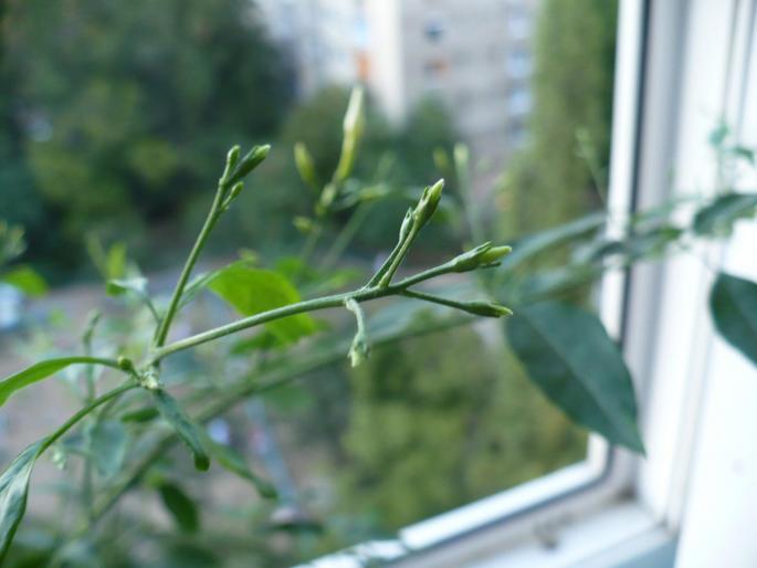 boboci - Alte plante