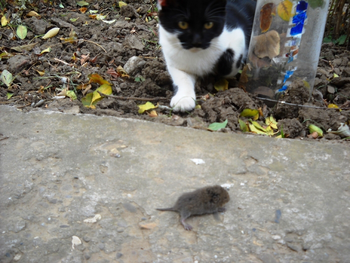 Picture 155; 3.78mb jpeg 9/25/2009 1:46pm
