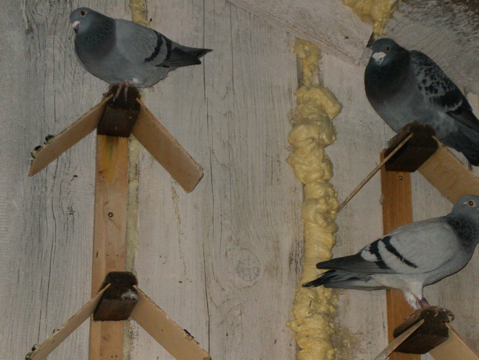 HPIM3051 - porumbei 2009