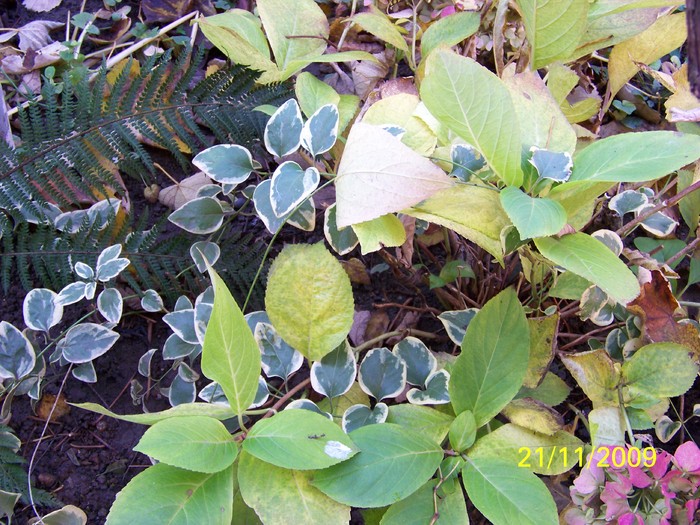 100_5012 - Toamna in curte  Timisoara