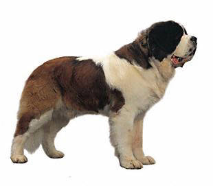 saint_bernard - Guardians