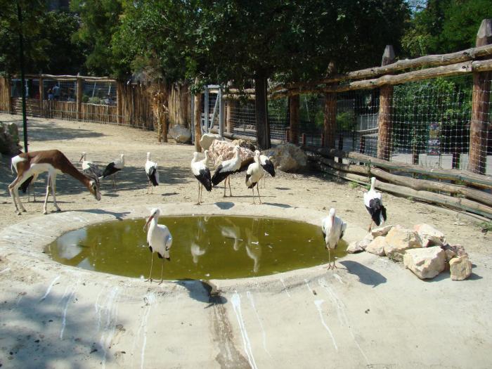 DSC05105 - Budapesta august 2008 Gradina Zoo