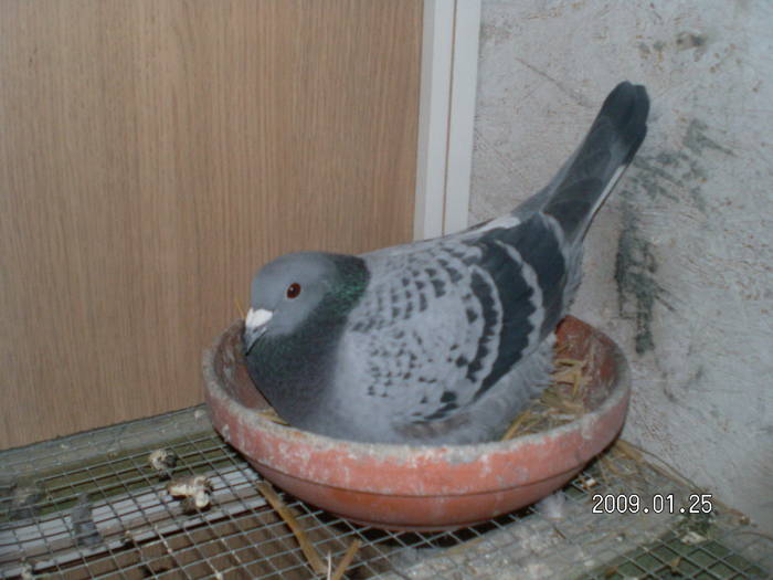 21 - porumbei Mihai si Gigi