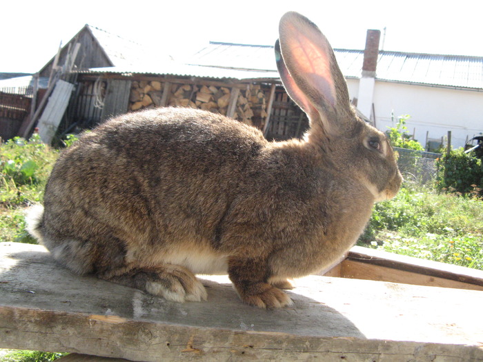 Picture 041 - iepuri