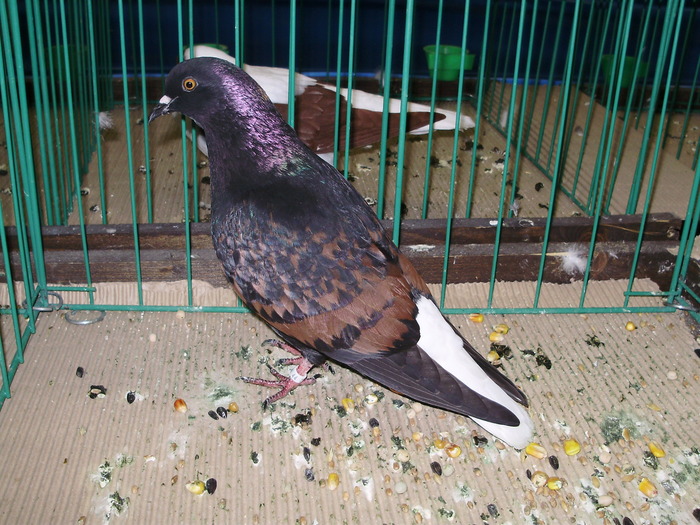 9505 ca 0 - 1507 partea 4