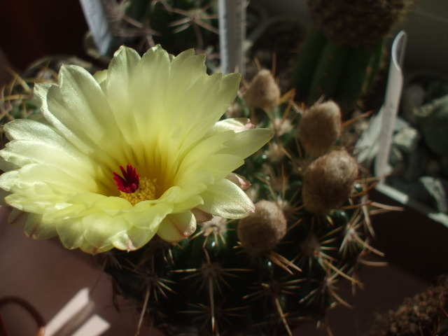 Notocactus submammulosus - cactusi infloriti