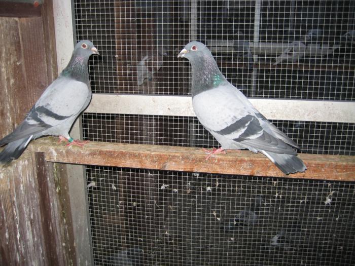 Perechea l.3 Meullemans+Desmeth Mathis