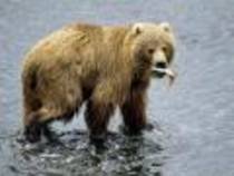 Bears Ursi Wallpapers 4 - poze cu animale