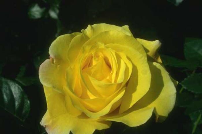 1118042L - poze flori