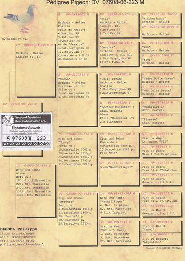 Herbots-Heller - Philip Bassel pedigree