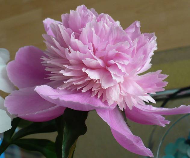 P1120567 - flori diverse