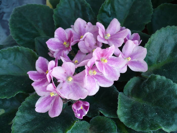 P1150294 - Saintpaulia - violete de camera