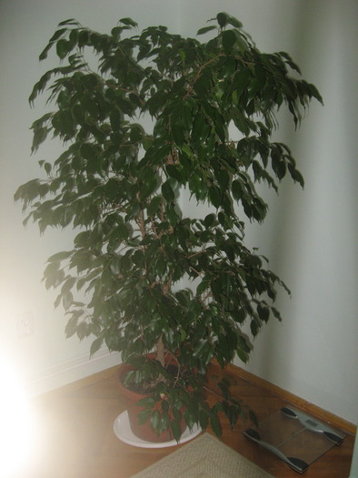 ficus benjamina - florile mele 2009